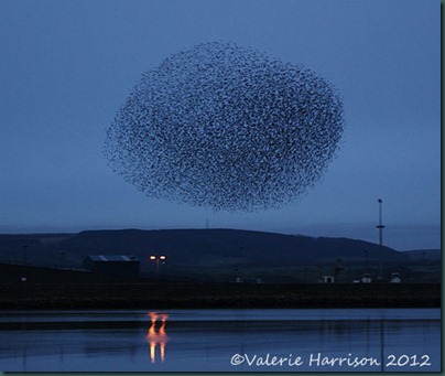starlings-3
