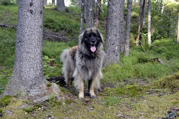 leonberger