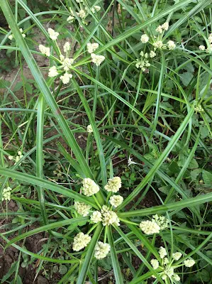 Coquito - Cyperus luzulae