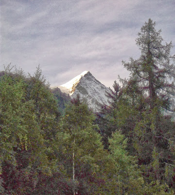 View of the peak of the Mont Blanc through a pine forest