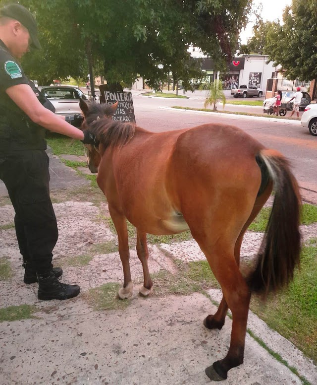 La Municipalidad retuvo un Equino que se hallaba suelto en la vía pública