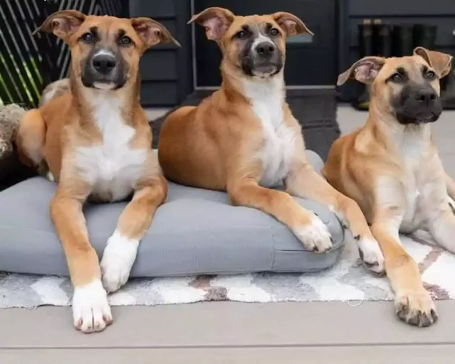 Black Mouth Cur Lab Mix