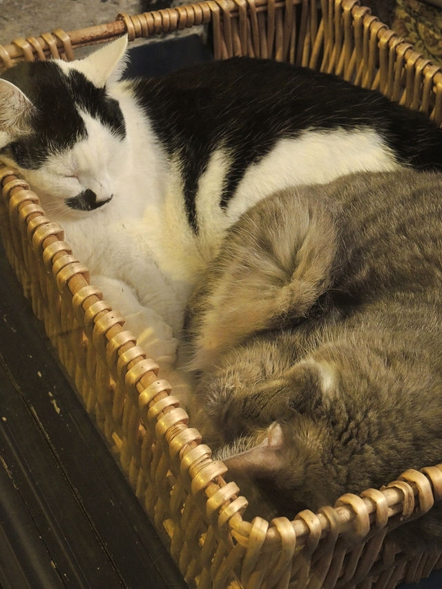 Parijs: pelsen vriendjes en een blind date in het kattencafé