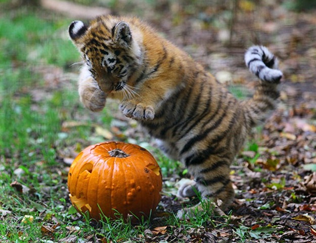 Rosa-a-4-month-old-Siberi-003