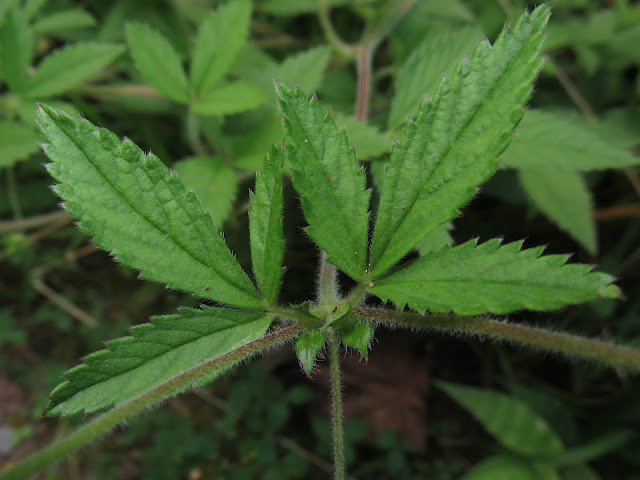 Лапчатка криптотениевая (Potentilla cryptotaeniae)