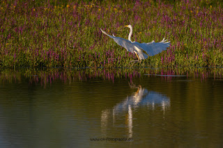 Wildlifefotografie Silberreiher Lippeaue Olaf Kerber