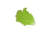 lettuce