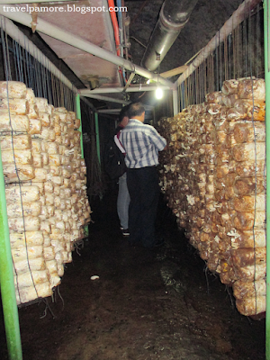 Tunnels and Mushrooms at Rizal Technological University