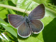 Small Blue