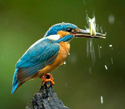 Kingfisher bird fish hunting Photo