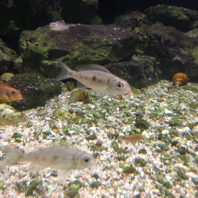 Detroit Belle Isle Aquarium fish