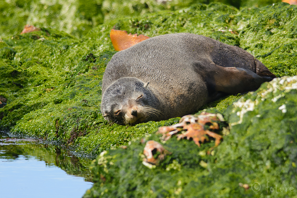 Uusmeremaa Merikaru, Arctocephalus forsteri, Kekeno, New Zealand fur seal, hüljes, Australasian, South Australian, long, nosed, Antipodean