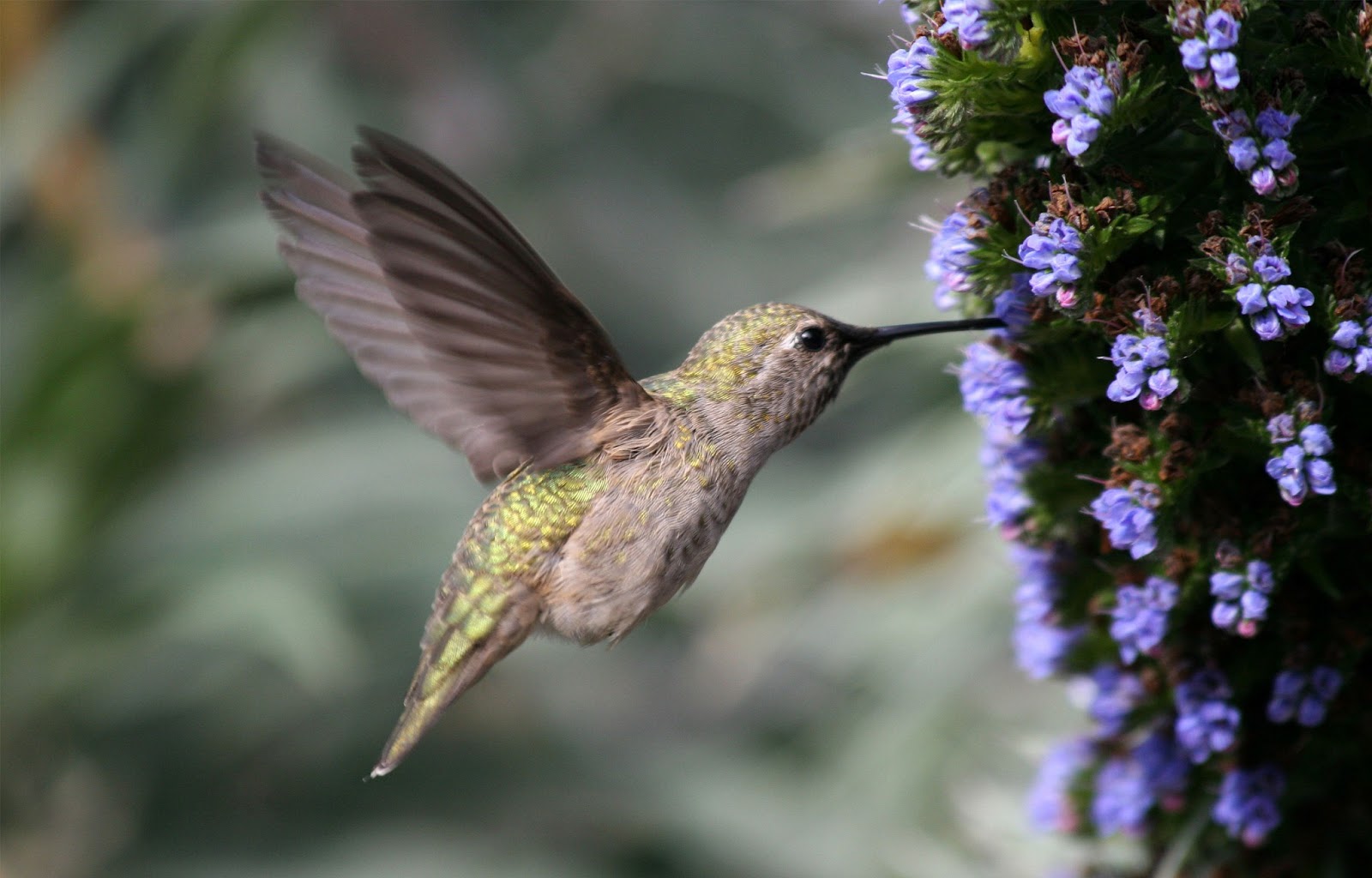 Hummingbird Hd Wallpapers Hd Wallpapers High Definition HD Wallpapers Download Free Images Wallpaper [wallpaper981.blogspot.com]