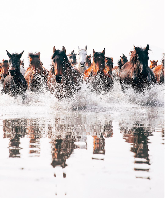 sözde senden kaçıyorum doludizgin atlarla, yavuz bülent bakiler, yılkı atı, yılkı atları, wild horses, horse, wild, horses on ride, horses on water, ahmet erdem, kayseri