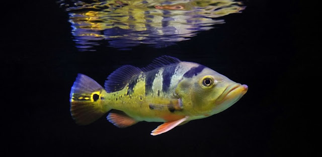 ikan peacock bass monoculus