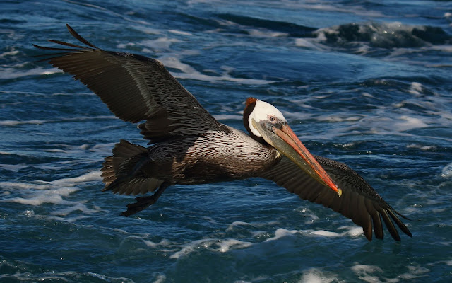 Brown Pelican off San Diego. January 1, 2019. Greg Gillson.