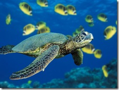 A green sea turtle swims past a school of Raccoon Butterflyfish near Hawaii.