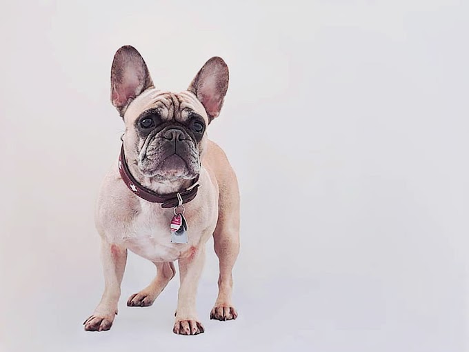 La race de bouledogue français