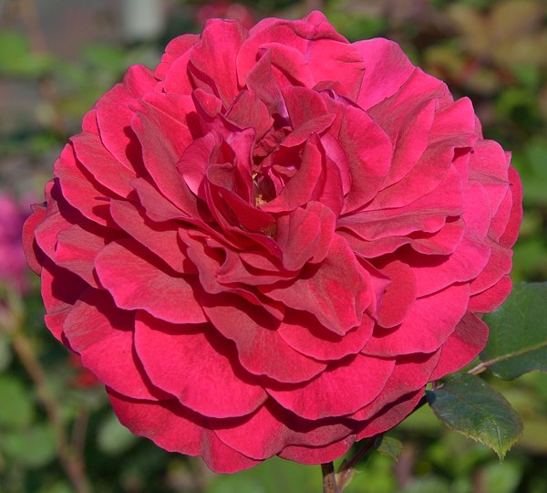 Bellevue сорт розы фото