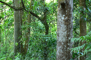 trees in a forest in Puriscal