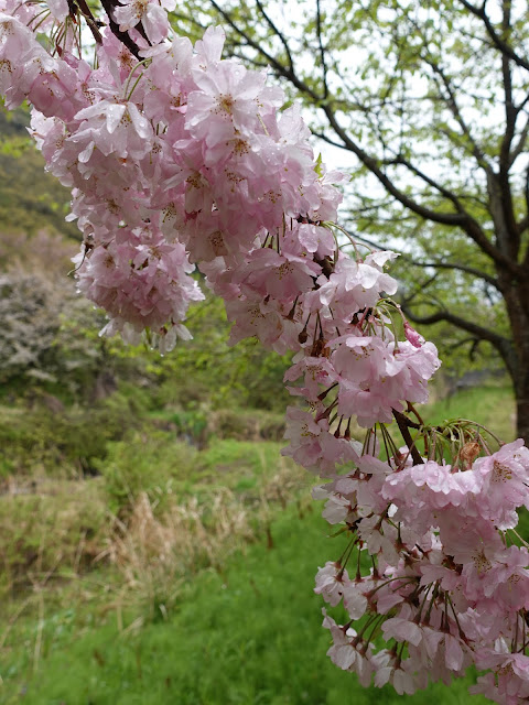 鳥取県西伯郡伯耆町小林　マウンテンストリームきしもと　オオヤマザクラ（大山桜）