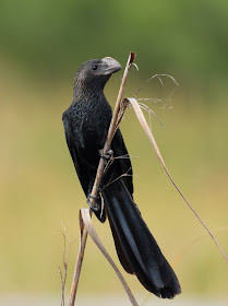 Smooth-billed Ani - Loxahatchee Wildlife Refuge, Florida