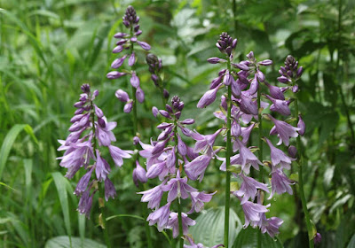 Hosta rectifolia - Erect Hosta care and culture