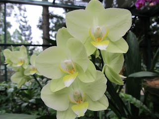 Orchids, National Orchid Garden, Singapore