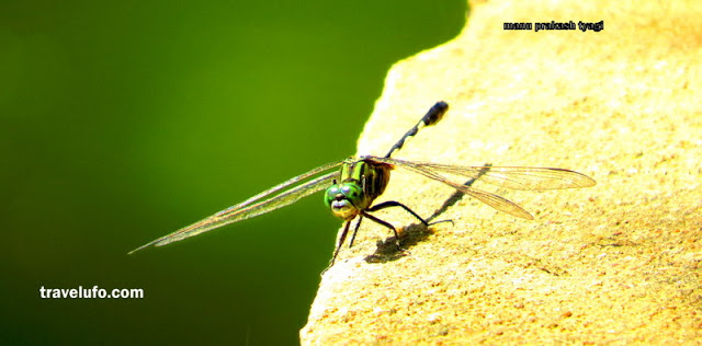 insect sanjay van delhi