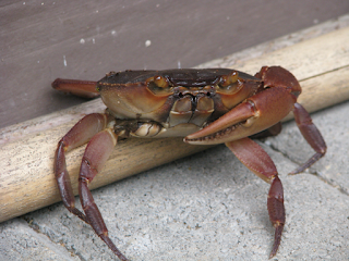 land crab missing claw