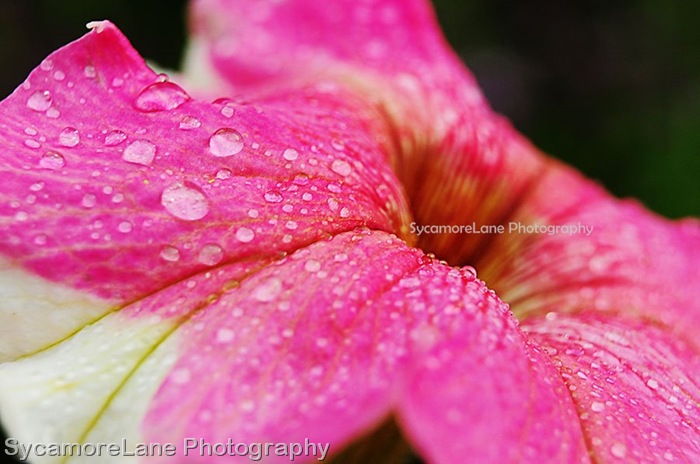 petunia macro-w