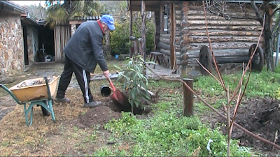 Plantando uma nespereira