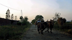 bullock cart in the country-side