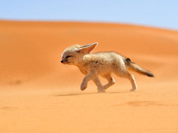 Vegan Woman Made Her Fennec Fox Become Vegan, And Here Are The Results