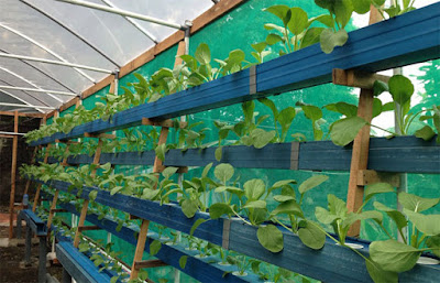 hydroponics gardening indoor