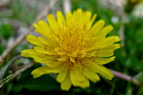 foraging for dandelions, recipes