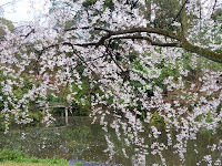 近衛池の糸桜