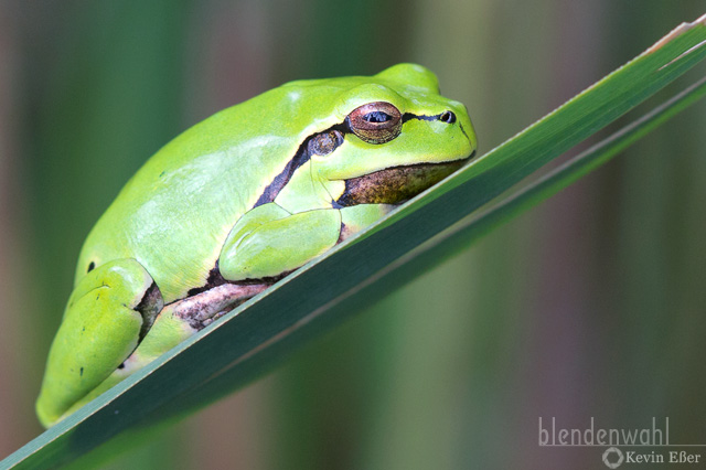 Europäischer Laubfrosch - Hyla arborea