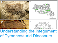 https://sciencythoughts.blogspot.com/2017/06/understanding-integument-of.html