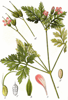 Herb-robert