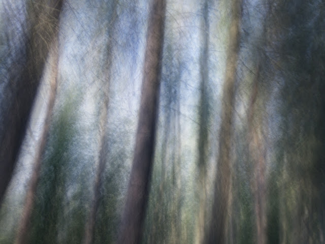 ICM, abstract, woods