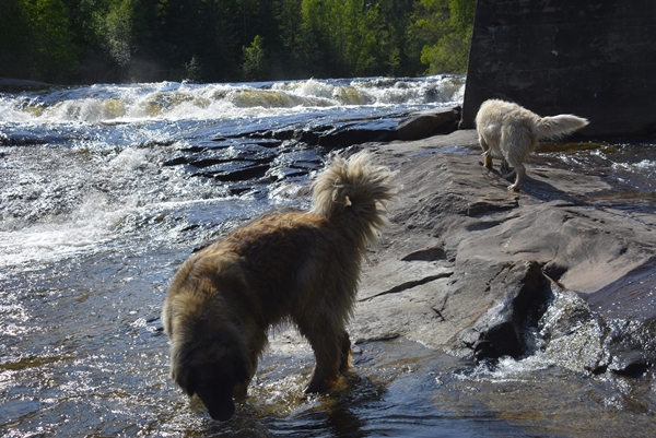 golden retriever leonberger elva