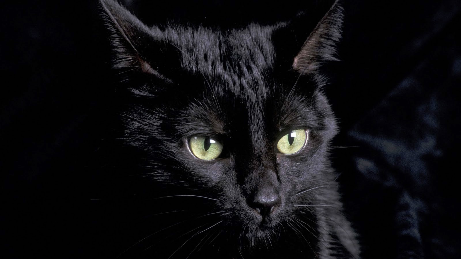  Kucing  Hitam  Ilmu Menghilang Kucing  hitam 