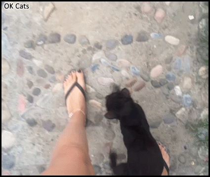 Funny Cat GIF • Walking with my cute kitty Merlin. He is in love with my feet haha [ok-cats.com]
