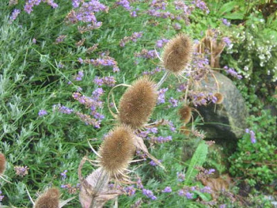 Genuine Scottish Thistle. Red, P, Shana & Caz standing in the park at the