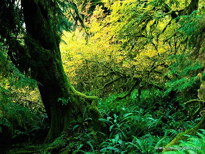 forest wallpaper. Beauty of Rain Forests - Going