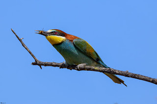 abejaruco europeo-merops apiaster-aves-abejaruco comun-aves no paseriformes-