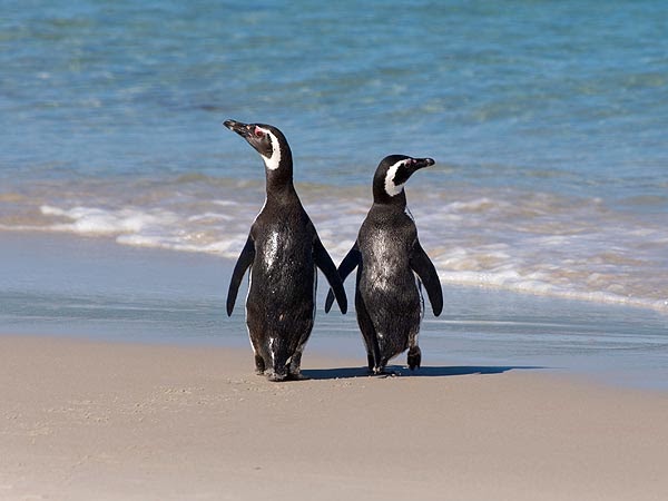 pictures of penguins in love pictures