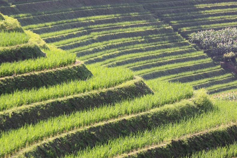 The 8 Major Types Of Farming Systems In India Civilsdaily