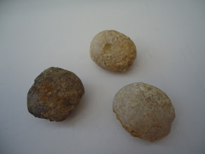 Fossils Sea Urchin / Echinoid